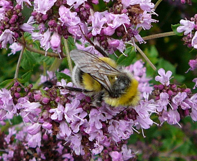 Helle Erdhummel - Bombus lucorum