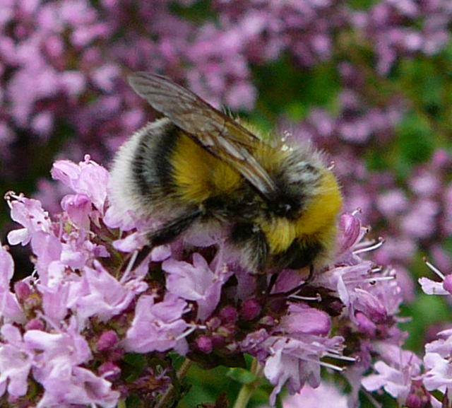 Helle Erdhummel - Bombus lucorum