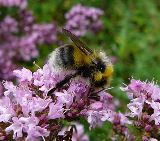 Helle Erdhummel - Bombus lucorum