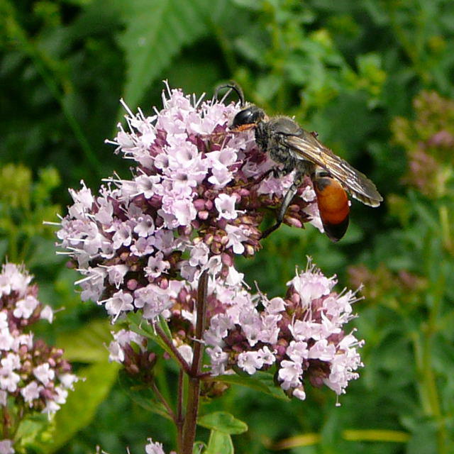 Heuschrecken-Sandwespe - Sphex funerarius (= rufocinctus)