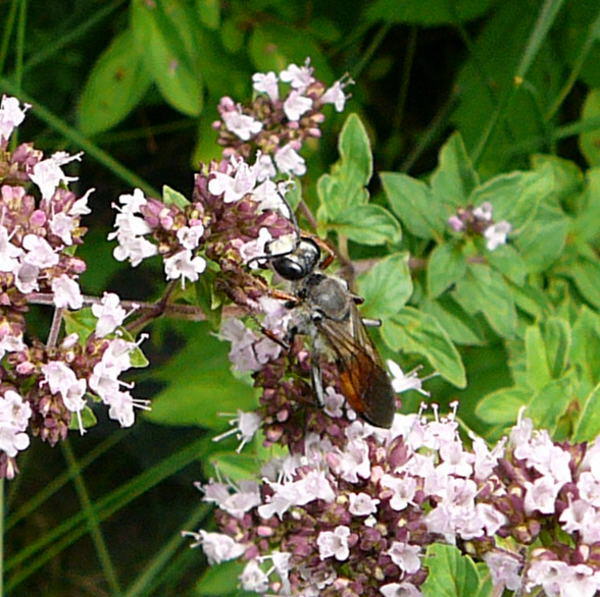 Heuschrecken-Sandwespe - Sphex funerarius (= rufocinctus)