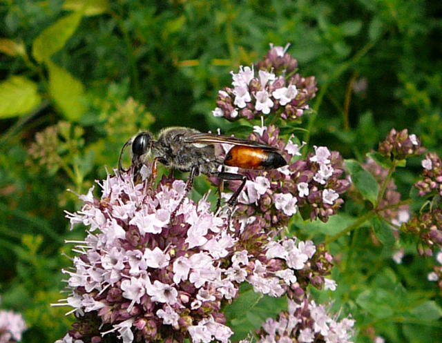 Heuschrecken-Sandwespe - Sphex funerarius (= rufocinctus)