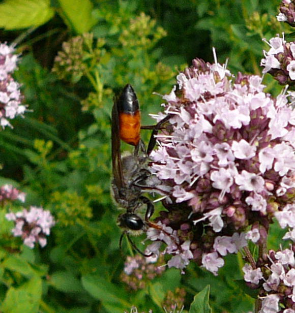 Heuschrecken-Sandwespe - Sphex funerarius (= rufocinctus) 