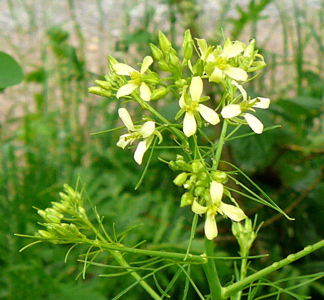 Hohe Rauke - Sisymbrium altissimum  