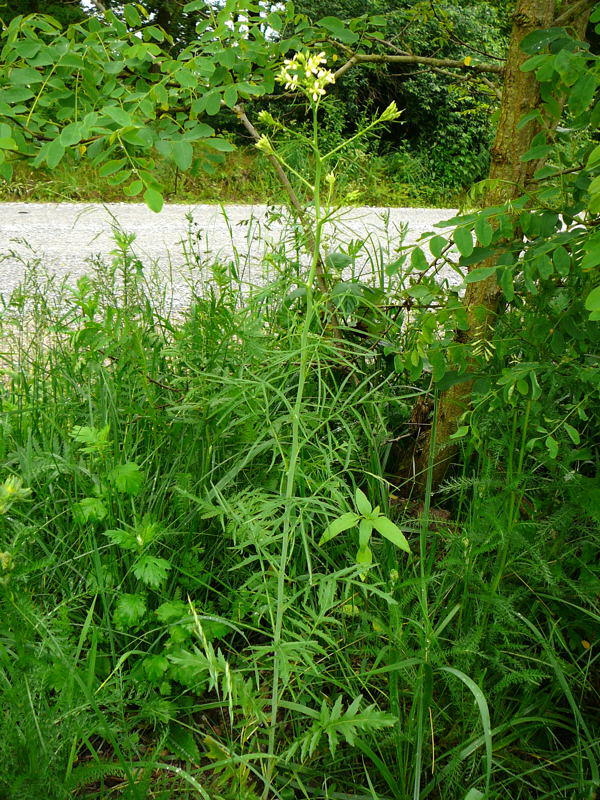 Hohe Rauke - Sisymbrium altissimum  