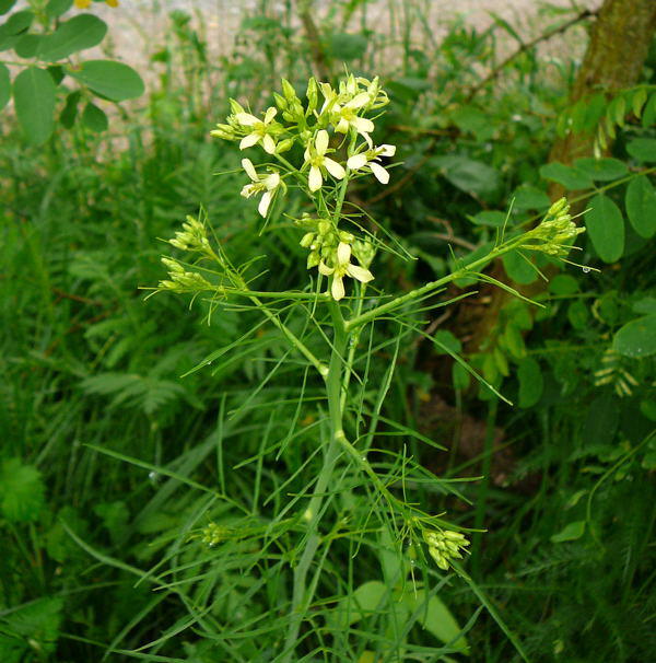 Hohe Rauke - Sisymbrium altissimum  