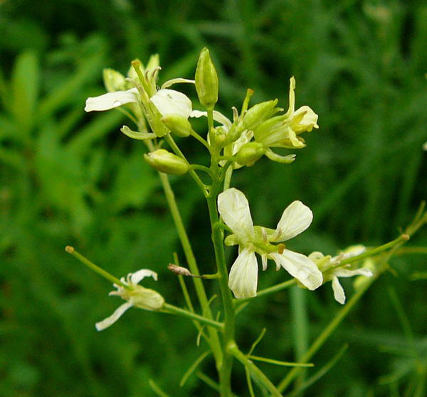 Hohe Rauke - Sisymbrium altissimum  