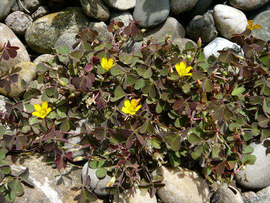 Hornfrchtiger Sauerklee - Oxalis corniculata