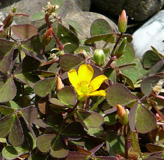 Hornfrchtiger Sauerklee - Oxalis corniculata