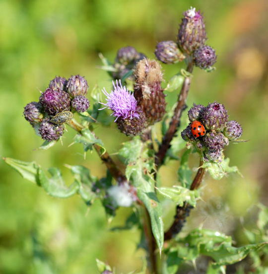 Hgel-Marienkfer - Hippodamia undecimnotata