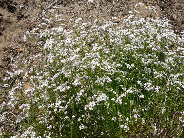 Hgel-Meier - Asperula cynanchica 