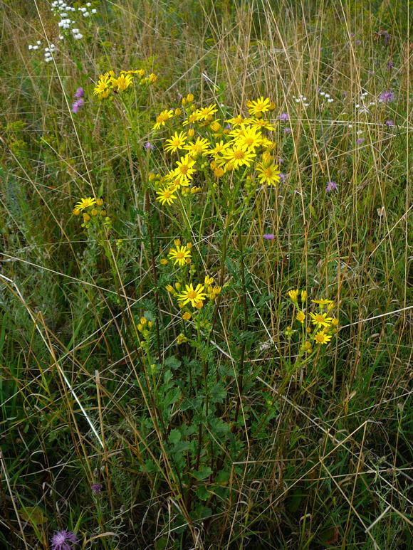 Jakobs-Greiskraut (-Kreuzkraut) - Senecio jacobaea