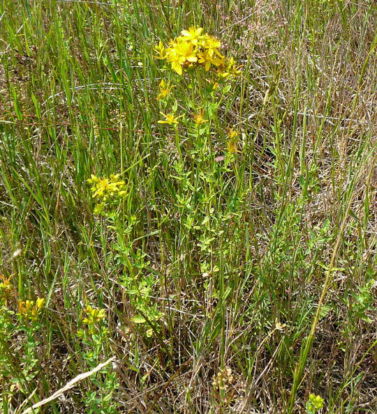 Echtes Johanniskraut (Tpfel-Hartheu) - Hypericum perforatum