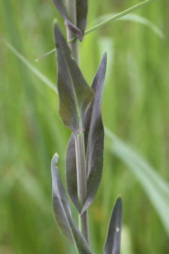 Turmkraut (Kahle Gnsekresse) - Arabis glabra