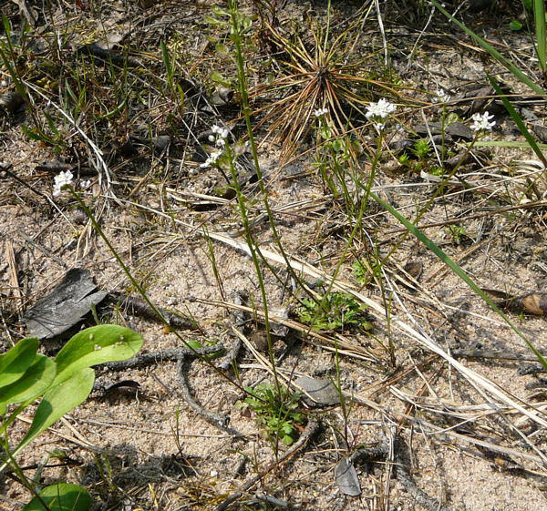 Kahler Bauernsenf - Teesdalia nudicaulis