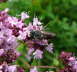 Kegelbiene - Coelioxys cf. aurolimbata 