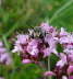 Kegelbiene - Coelioxys cf. aurolimbata 