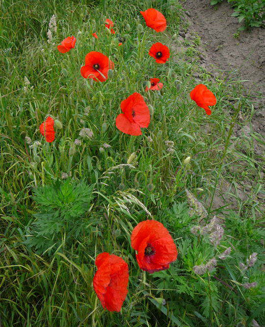 Klatsch-Mohn - Papaver rhoeas