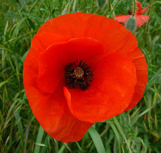 Klatsch-Mohn - Papaver rhoeas