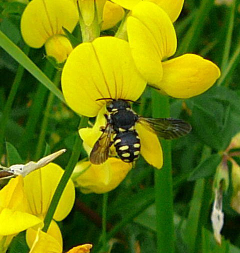 Kleine Harzbiene - Anthidium strigatum 