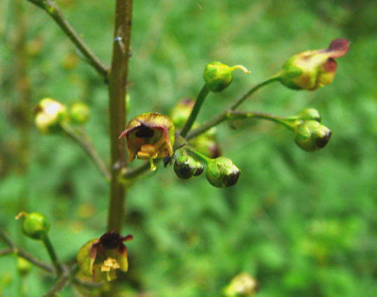 Knotige Braunwurz - Scrophularia nodosa