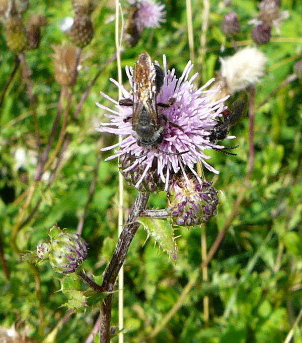 Khler-Sandbiene - Andrena pilipes