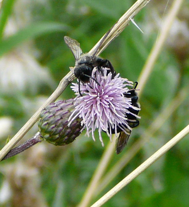 Khler-Sandbiene - Andrena pilipes