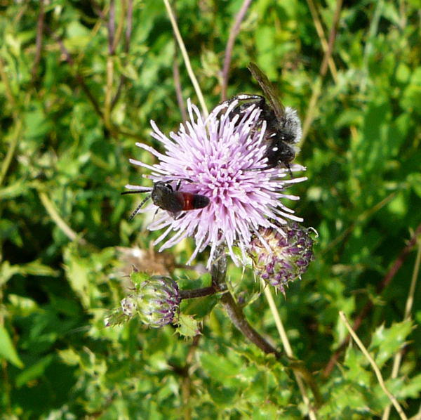 Khler-Sandbiene - Andrena pilipes und Blutbiene 