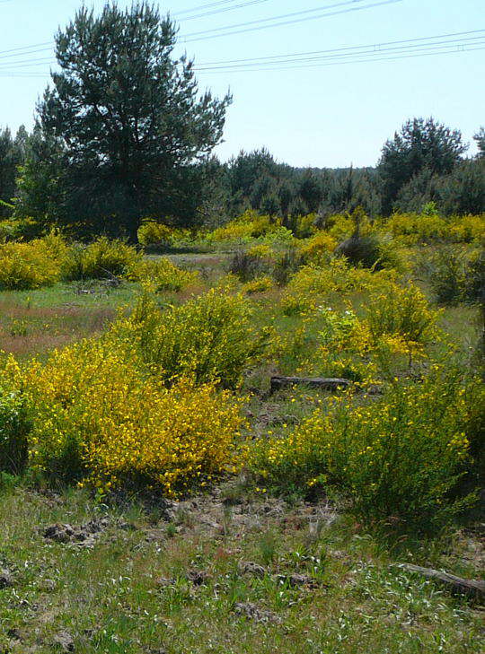 Viernheimer Heide