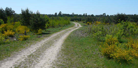 Viernheimer Heide