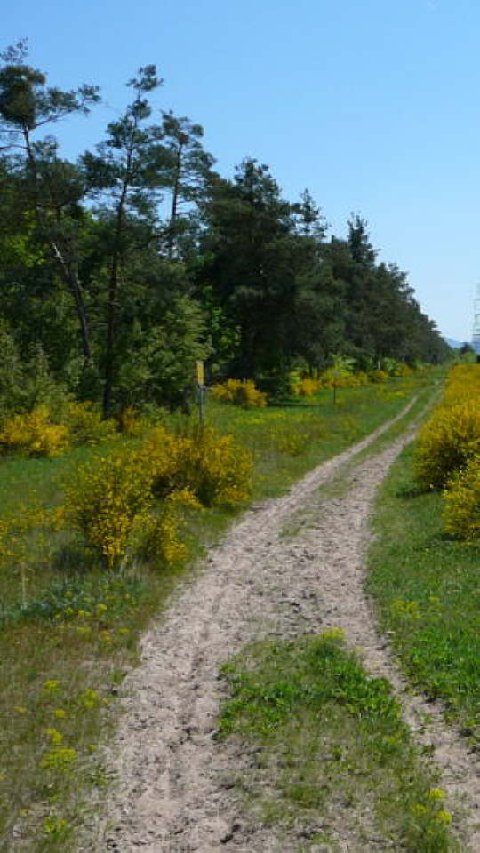 Viernheimer Heide