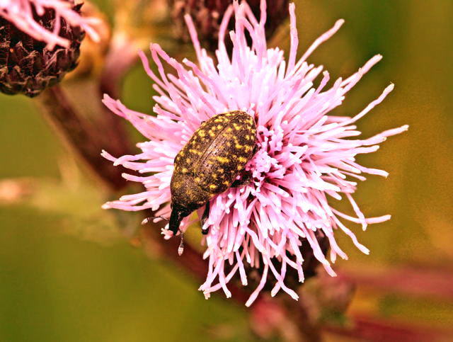 Kratzdistelrssler - Larinus cf. turbinatus