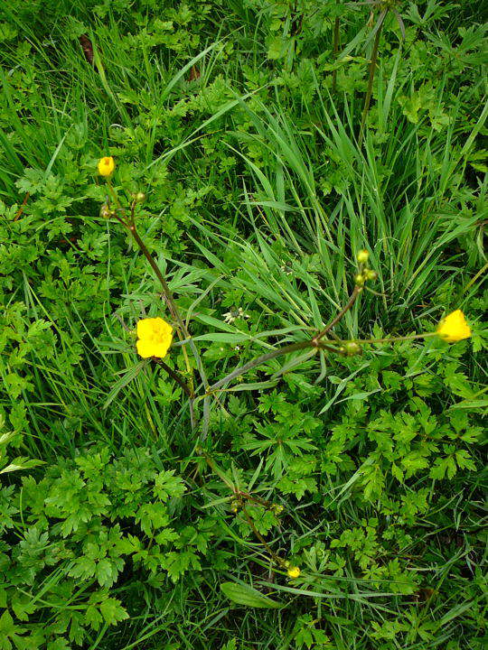 Kriechender Hahnenfu - Ranunculus repens