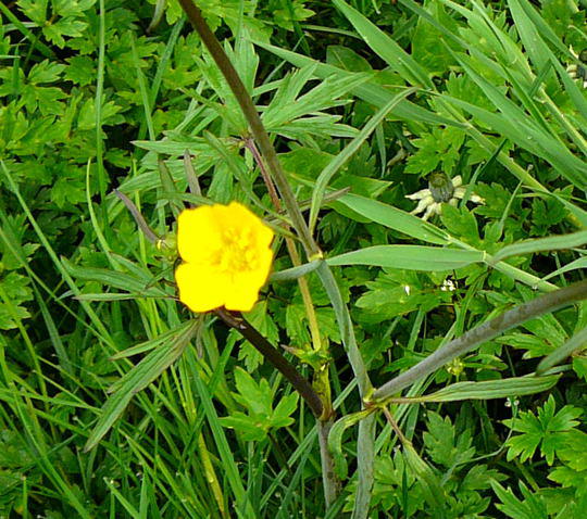 Kriechender Hahnenfu - Ranunculus repens