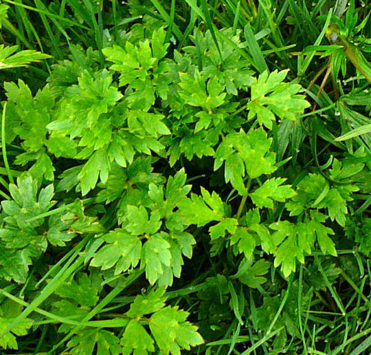 Kriechender Hahnenfu - Ranunculus repens