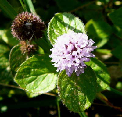 Wasser-Minze - Mentha aquatica