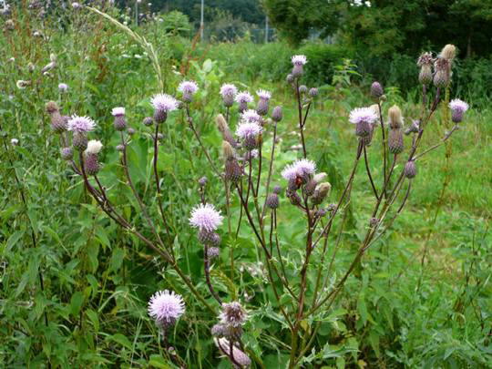 Acker-Kratzdistel  - Cirsium arvense