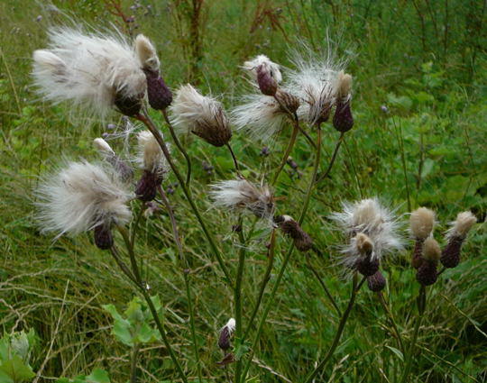 Acker-Kratzdistel  - Cirsium arvense