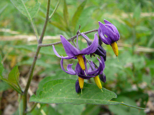 Bitterser Nachtschatten - Solanum dulcamara