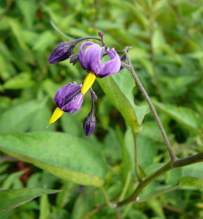 Bitterser Nachtschatten - Solanum dulcamara