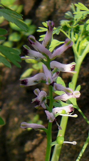 Echter Erdrauch - Fumaria officinalis