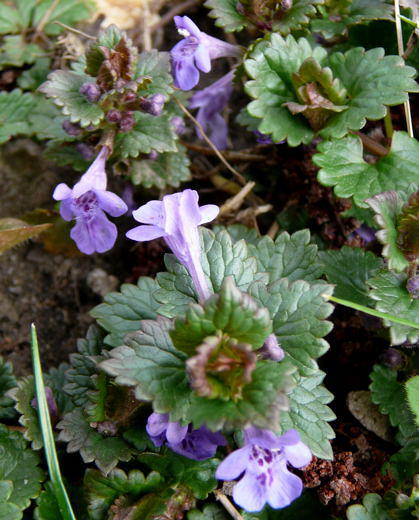 Efeu-Gundermann - Glechoma hederacea