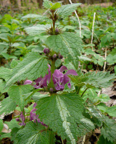 Gefleckte Taubnessel - Lamium maculatum