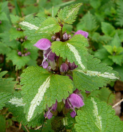 Gefleckte Taubnessel - Lamium maculatum