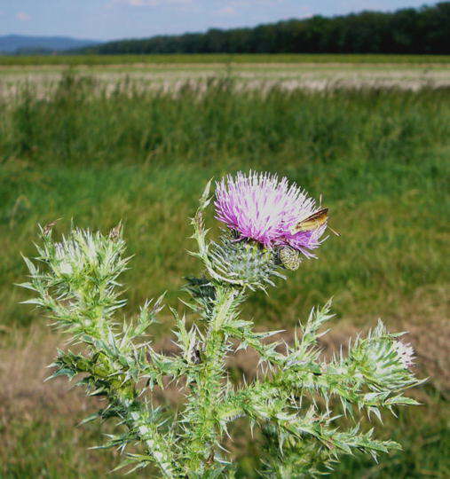 Gemeine Kratzdistel - Cirsium vulgare