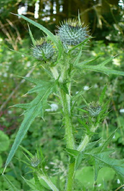 Gemeine Kratzdistel - Cirsium vulgare
