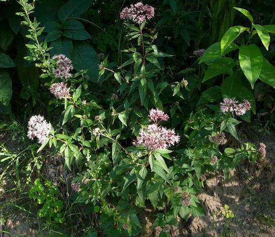 Gemeiner Wasserdost  - Eupatorium cannabinum