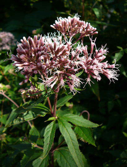 Gemeiner Wasserdost  - Eupatorium cannabinum