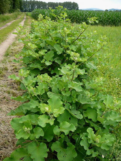 Groe Klette - Arctium lappa