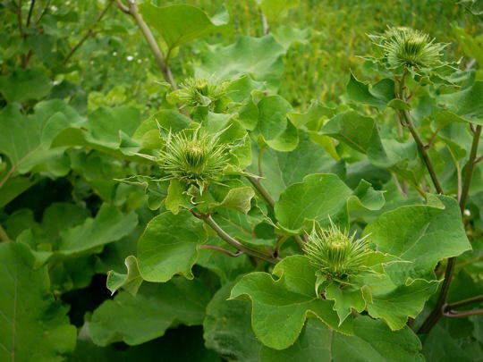 Groe Klette - Arctium lappa